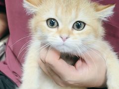 -宠颐生猫科·内科皮肤科(西平世纪城店)