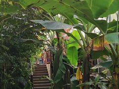 -呀路古热带植物园