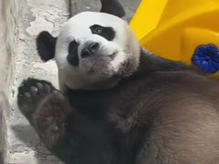 -栾川竹海野生动物园