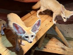 -Zoolung Zoolung动物主题公园(海信广场店)