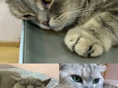 -猫咪派对(江南西店)