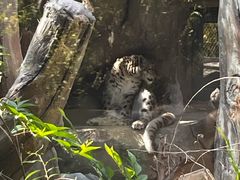 -青藏高原野生动物园