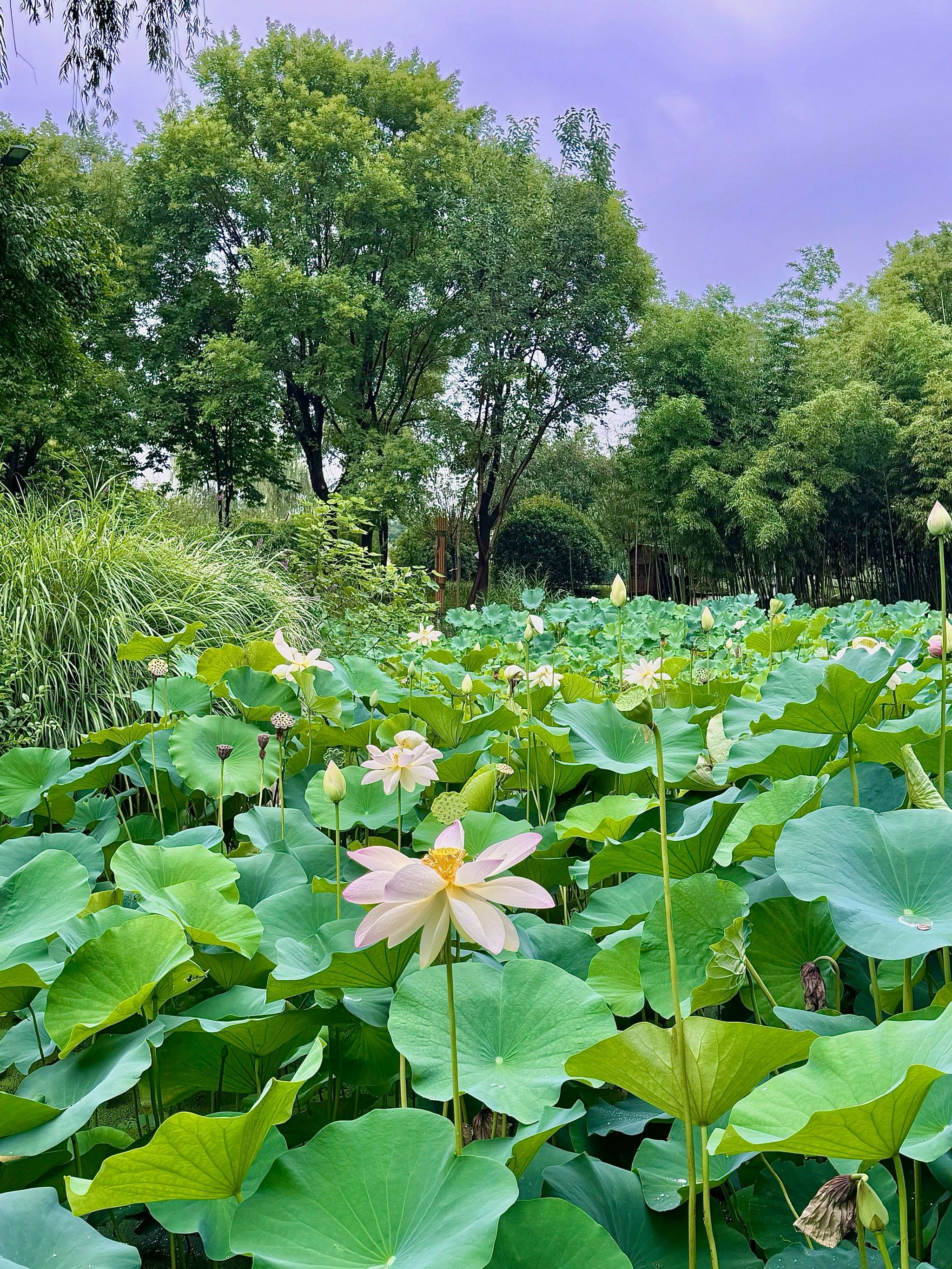 千亩荷花池边露营,西安人也太幸福了
