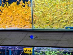 -青石桥花鸟鱼虫市场(叠翠城店)