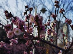 -新虹桥中心花园