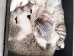 -团子家猫咪猫咖馆·柯基·柯尔鸭