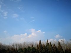 -合肥滨湖国家森林公园