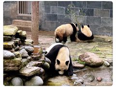 -中国大熊猫保护研究中心雅安碧峰峡基地