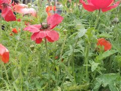 -郑州方特梦幻王国