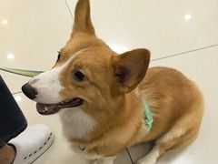 -美联众合动物医院·24h京西诊疗中心