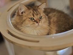 -平行世界·猫咖(首经贸店)