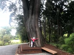 -墨尔本皇家植物园