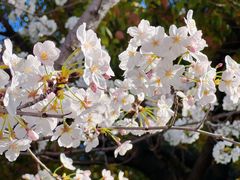 -高东镇樱花园