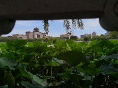 -莲花池公园
