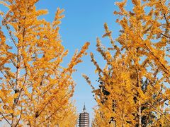 -西海子公园