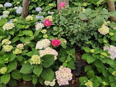 -春花秋色城市公园