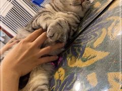 -平行世界·猫咖(首经贸店)