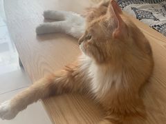 -平行世界·猫咖(首经贸店)