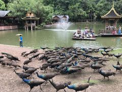 -西双版纳原始森林公园