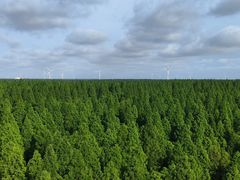 -黄海国家森林公园