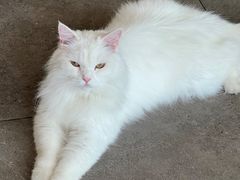 -飞行喵MR PILOT|猫舍·猫咖(静安大融城店)