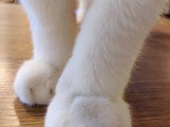 -平行世界·猫咖(首经贸店)