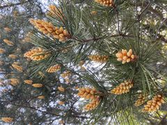 -济南国际园博园