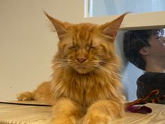 -楼上猫咖(罗湖店)