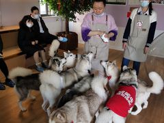 -Husky Go! 哈士奇体验馆·宠物咖啡厅狗咖