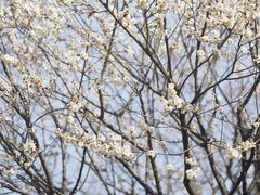 -香雪海