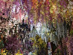 -正佳雨林生态植物园