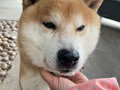 -柴犬高等学院·狗咖·柴犬售卖·宠物训练