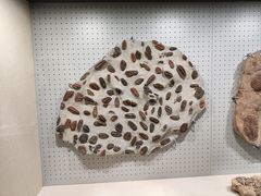 -辽宁古生物博物馆