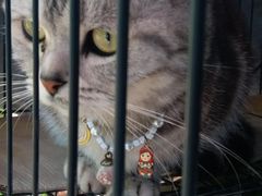 -海边的猫和咖啡馆