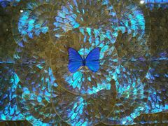 -上海昆虫博物馆