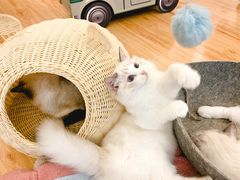 -momokira米努特·德文卷毛猫·棉花面纱犬