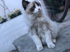 -喵屿·大理花园猫咖