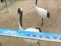 -盐城丹顶鹤湿地生态旅游区