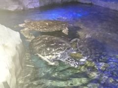 -大连圣亚海洋世界