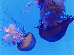 -上海海洋水族馆