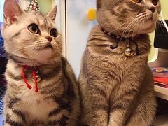 -纳吉亚猫专科动物医院博雅分院