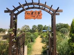 -杭州湾海上花田景区
