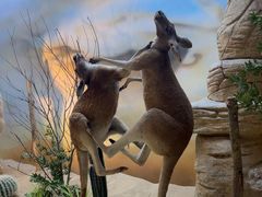 -西霞口神雕山野生动物世界