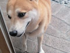-柴犬高等学院·狗咖·柴犬售卖·宠物训练