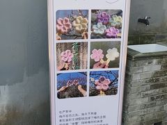 -香雪海