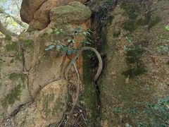 -草庵摩尼教遗址公园