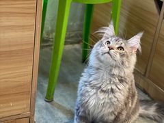 -欣宠猫屋·矮脚拿破仑·蓝金金渐层