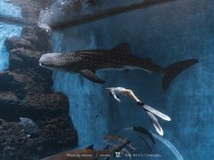 -成都浩海立方海洋公园