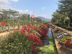 -亚龙湾国际玫瑰谷