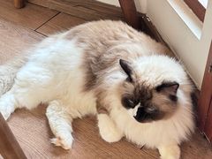 -有猫主题·治愈系猫咖(曾厝垵店)